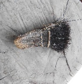 ก๊าง (หวีหูก)