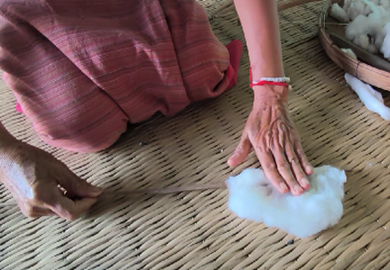 กิ๊ก (มวน) เป็นหางฝ้าย