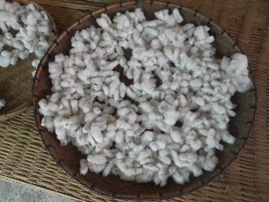 นำฝ้ายที่เก็บมาตากแดด