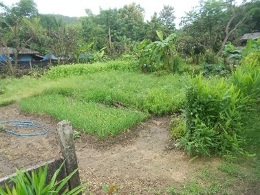 แปลงผักสวนครัว