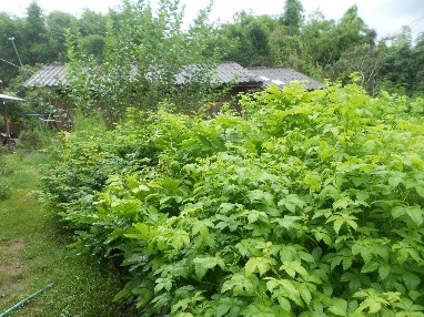 ผักที่ทานกับลาบ