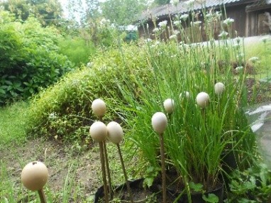 ใช้เปลือกไข่ไล่แมลง