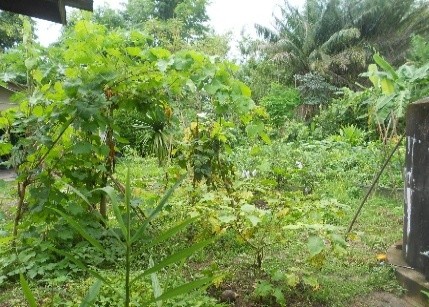 สวนสมุนไพร