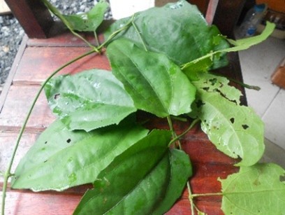 ใบรางจืดป่า